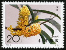 1995-6 桂花