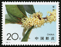 1995-6 桂花