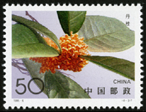 1995-6 桂花