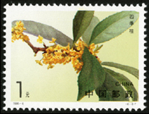 1995-6 桂花