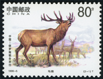 1999-5 马鹿