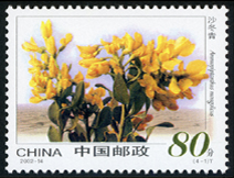 2002-14 沙漠植物