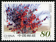 2002-14 沙漠植物