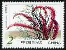 2002-14 沙漠植物