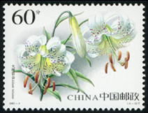 2003-4 百合花