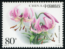 2003-4 百合花