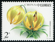 2003-4 百合花