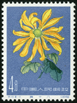 Te44 菊花