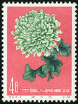 Te44 菊花