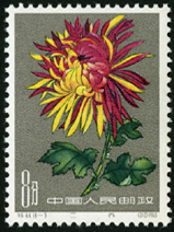 Te44 菊花