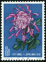 Te44 菊花