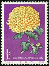 Te44 菊花
