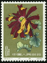 Te44 菊花