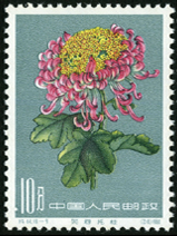 Te44 菊花
