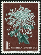 Te44 菊花