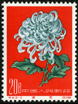 Te44 菊花