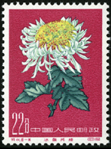 Te44 菊花