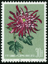 Te44 菊花