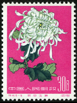 Te44 菊花