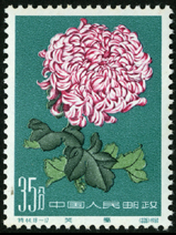 Te44 菊花
