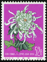Te44 菊花
