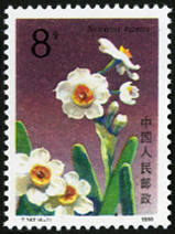 T147 水仙花