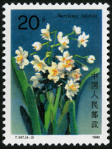 T147 水仙花
