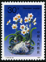 T147 水仙花