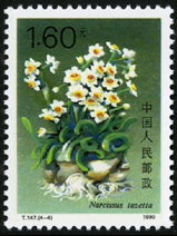 T147 水仙花