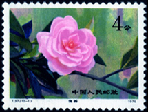 T37 云南山茶花
