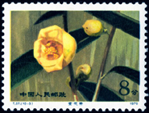 T37 云南山茶花