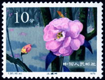T37 云南山茶花