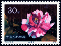 T37 云南山茶花