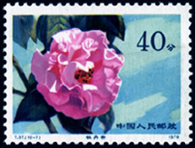 T37 云南山茶花