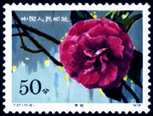 T37 云南山茶花