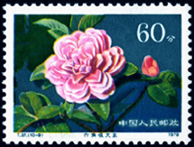 T37 云南山茶花
