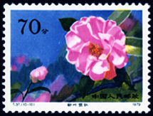 T37 云南山茶花
