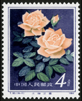 T93 月季花