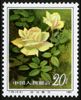 T93 月季花