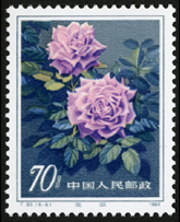 T93 月季花